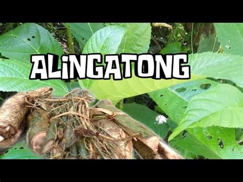 Discovering the Powerful Benefits of Alingatong: A Filipino Herbal .